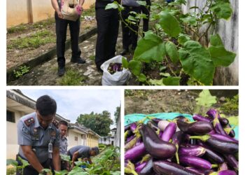 Rutan Baturaja Kembali Gelar Panen Terong Ungu Dukung 13 Program Akselerasi Menteri Imipas RI mendukung Ketahanan Pangan Nasional
